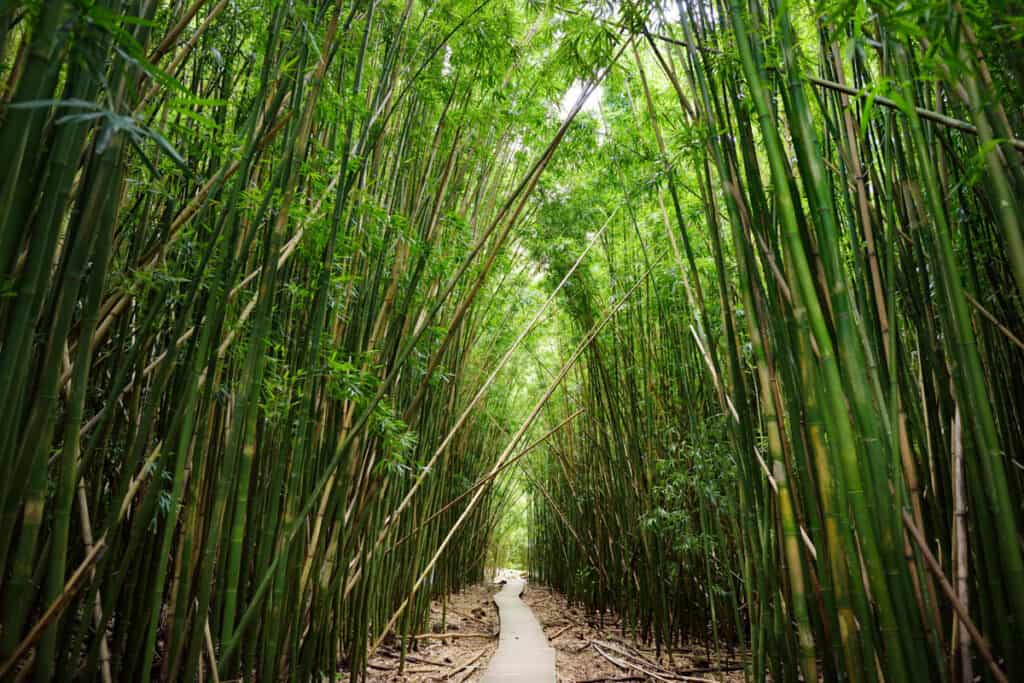The bamboo forest along the Pipiwai Trail in Haleakala National Park, Maui, HI