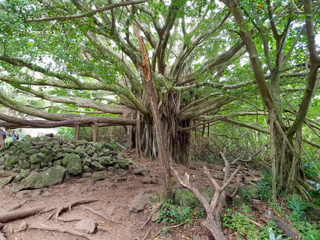 The large banyan tree along the Pipiwai Trail in Maui, Hawaii