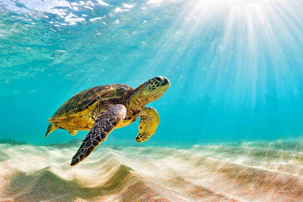 An endangered Hawaiian Green Sea Turtle in Oahu
