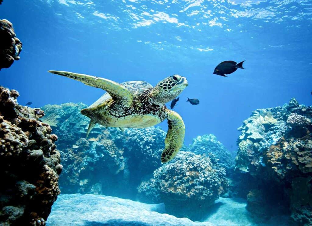 Hawaiian Green Sea Turtles, an endangered species