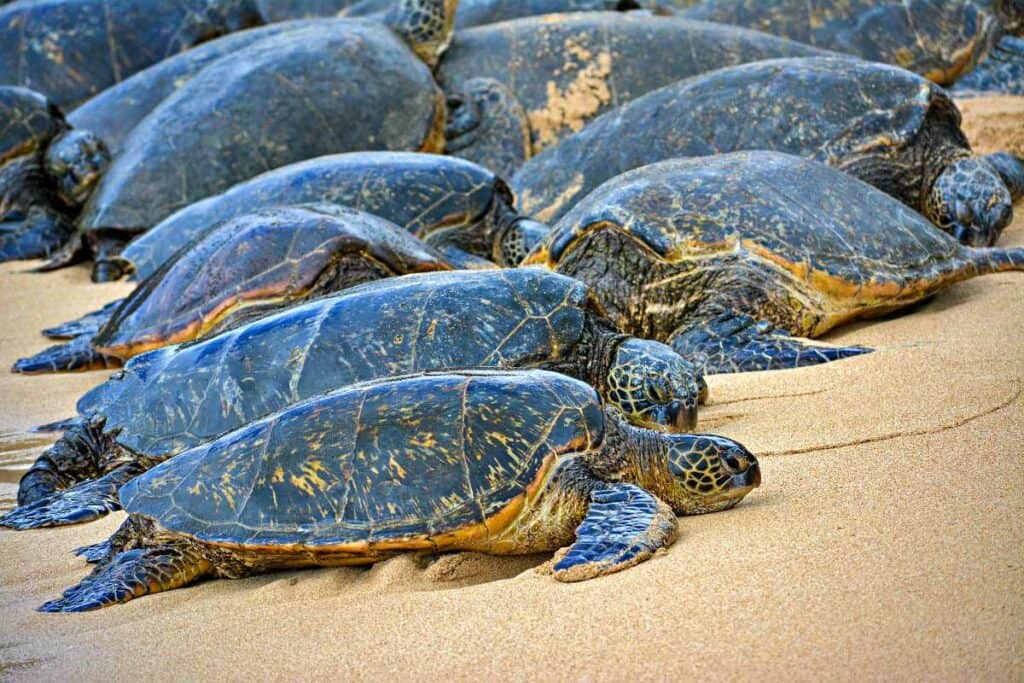 Hawaiian sea turtles basking in the sun on Turtle Beach, Oahu