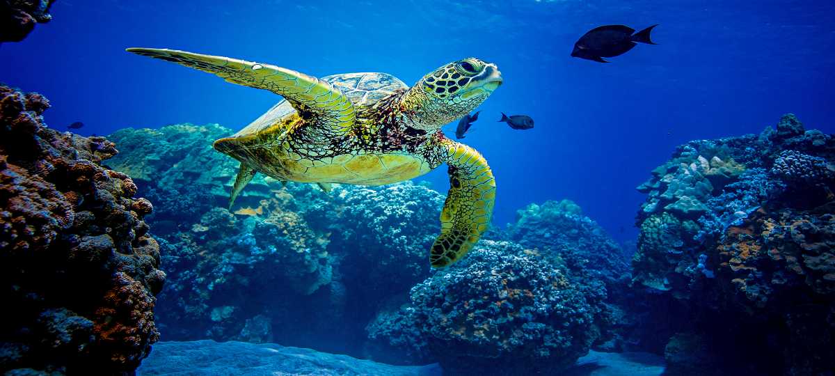 Amazing turtle snorkeling in Oahu!
