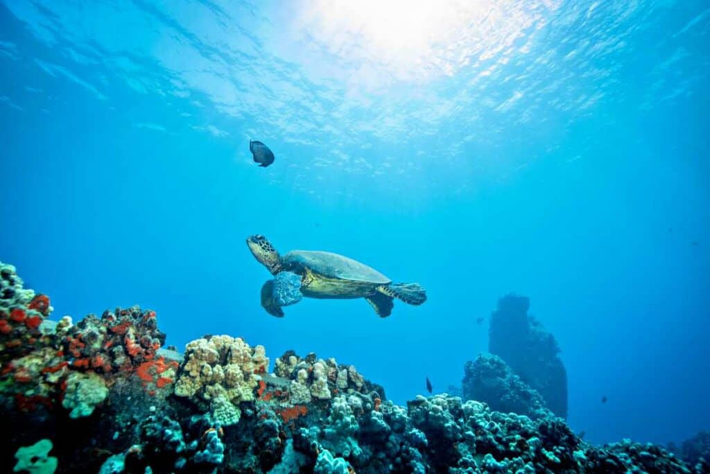Hawaiian green sea turtles are a protected species