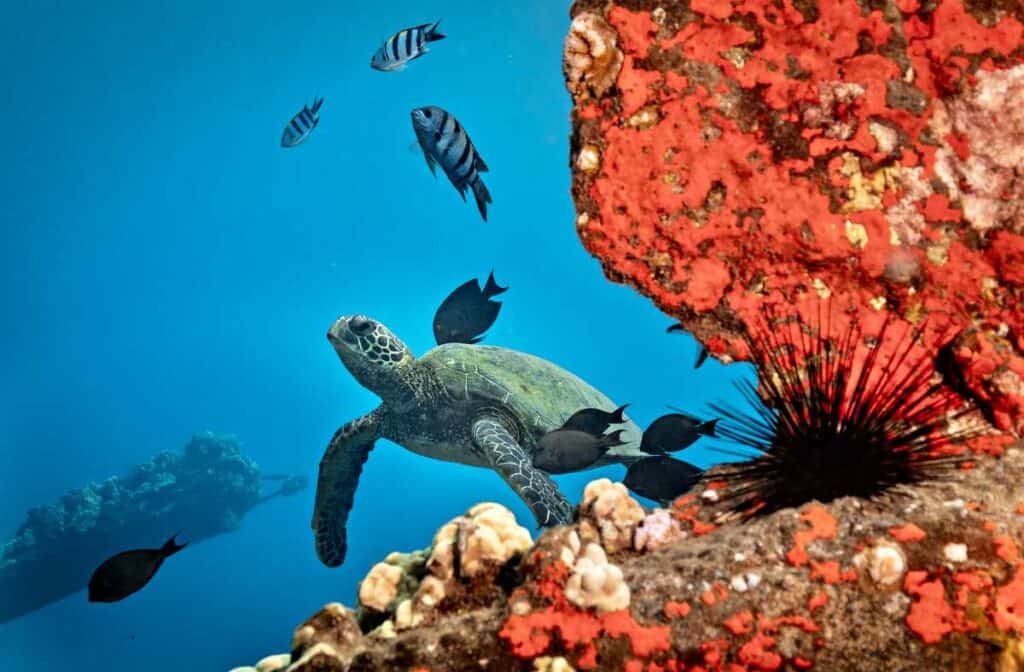 View from glass bottom of green sea turtles and tropical fish 