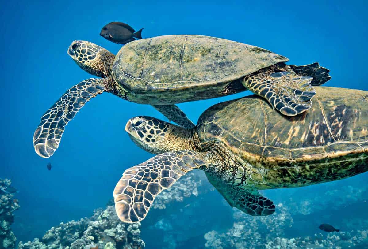 Laniakea Beach, Oahu, HI: 2025 Visitor Guide To Turtle Beach