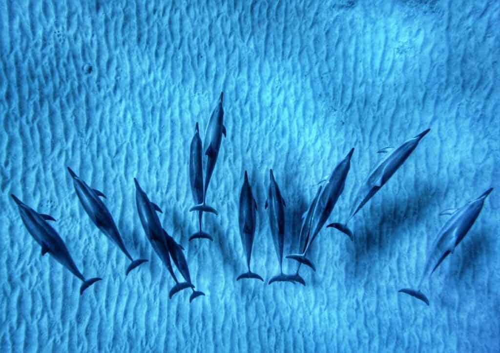 View from glass bottom of a pod of Hawaiian Spinner Dolphins 