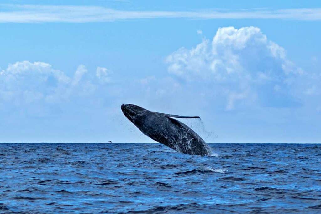 Watching a humpback whale breach, one of the best things to do in Honolulu!