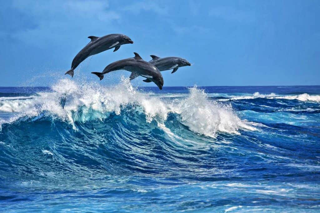 Bottle-nosed dolphins in Oahu Hawaii jumping our of water to breathe