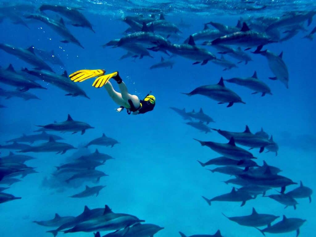 Swimming with dolphins in Oahu Hawaii