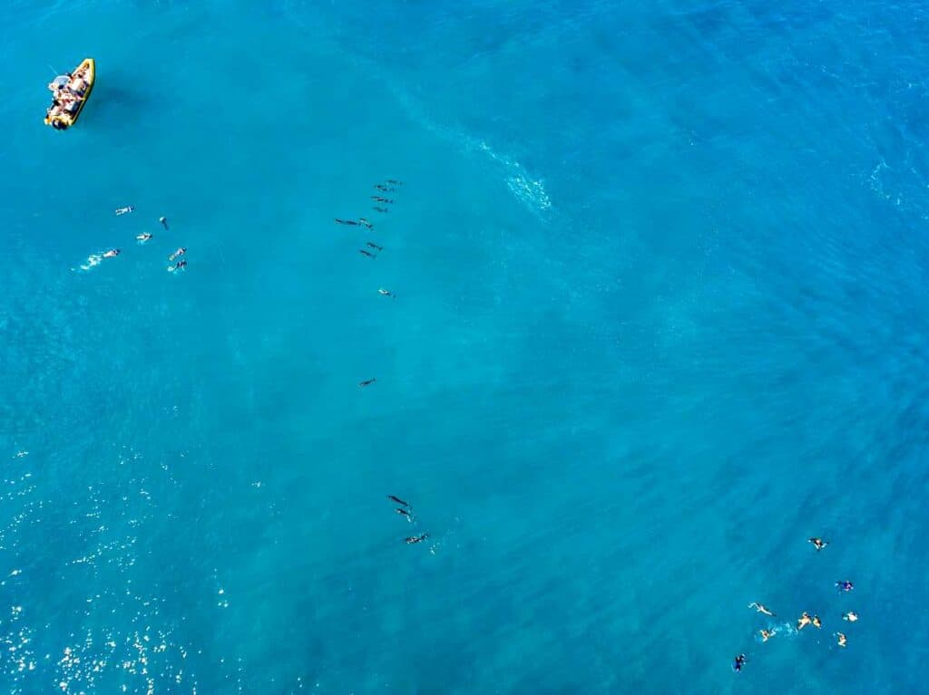 Aerial view of tourists swimming with dolphins in Oahu Hawaii