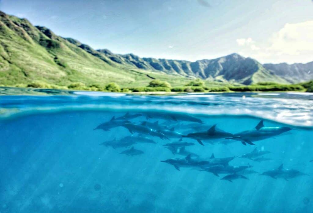 A pod of wild spinner dolphins in Oahu, swimming close to the ocean surface