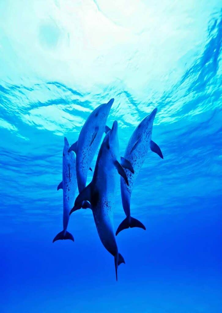 Spotted dolphins 