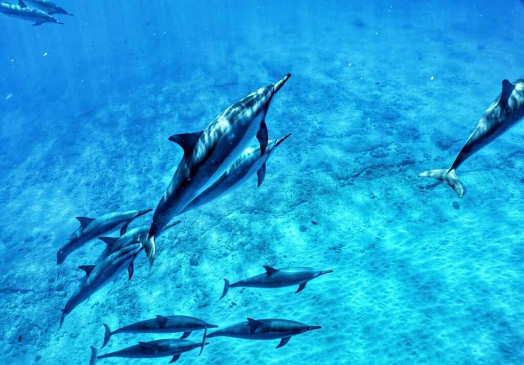 Hawaiian spinner dolphins off the west coast of Oahu, Hawaii