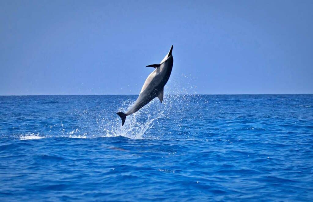 Hawaiian spinner dolphin spinning out of the water