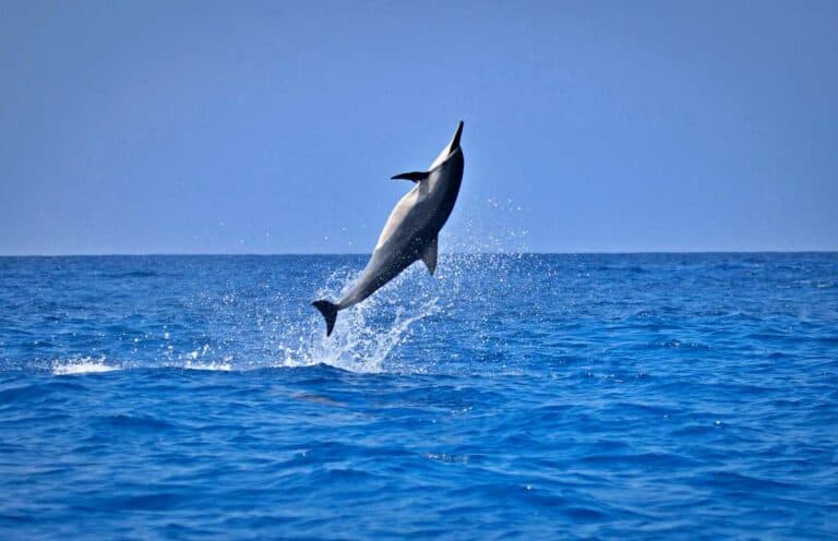 See And Swim With Dolphins In Oahu (+ Best 2023 Tours)