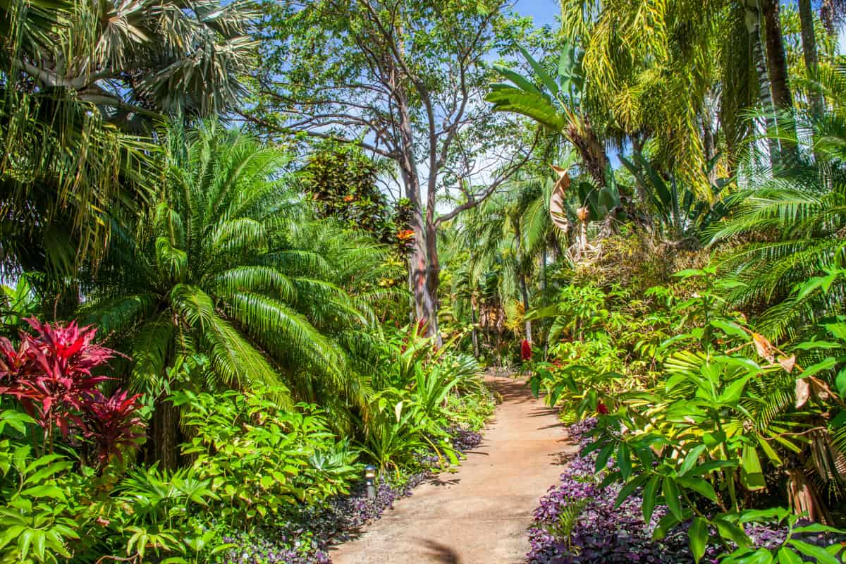 The Allerton Garden is one of the top botanical gardens in Kauai, Hawaii