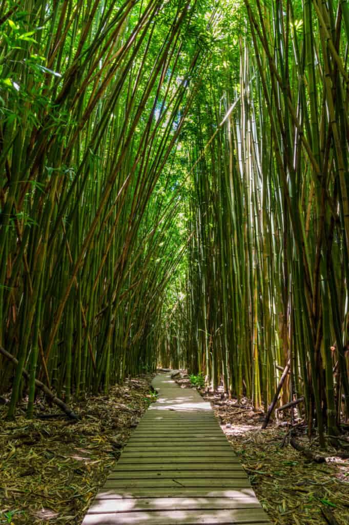 Towering dense bamboo forest along the Pipiwai Trail to Waimoku Falls, one of the tallest waterfalls of Maui in Haleakala National Park