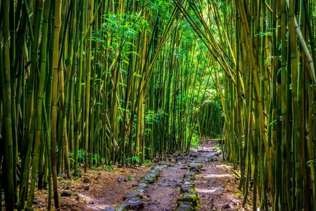 The bamboo forest on the Pipiwai Trail in Maui, HI