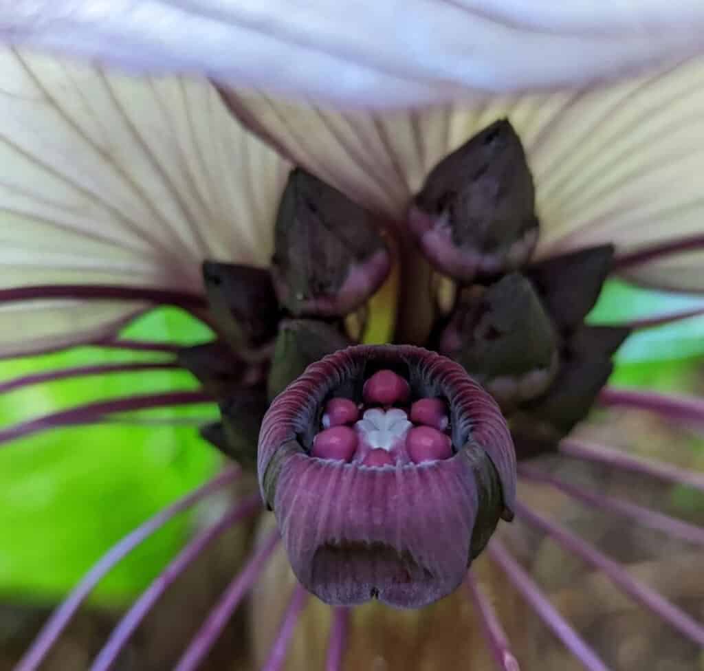 A bat flower at the Princeville Botanical Gardens in Kauai, HI