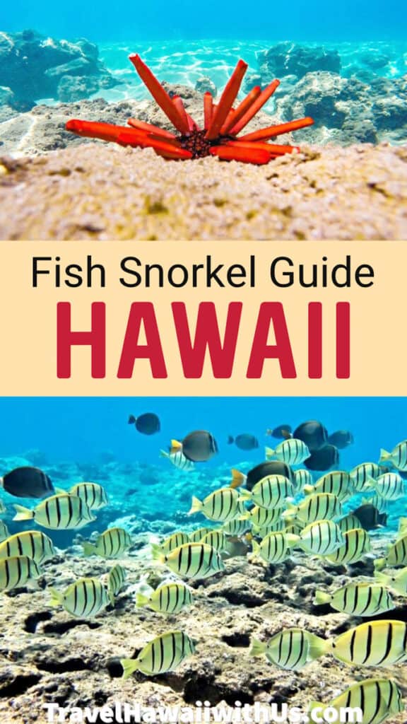 A complete guide to fish snorkeling in Hawaii. Discover the different types of fish and other marine life you'll see, plus the best places to snorkel!