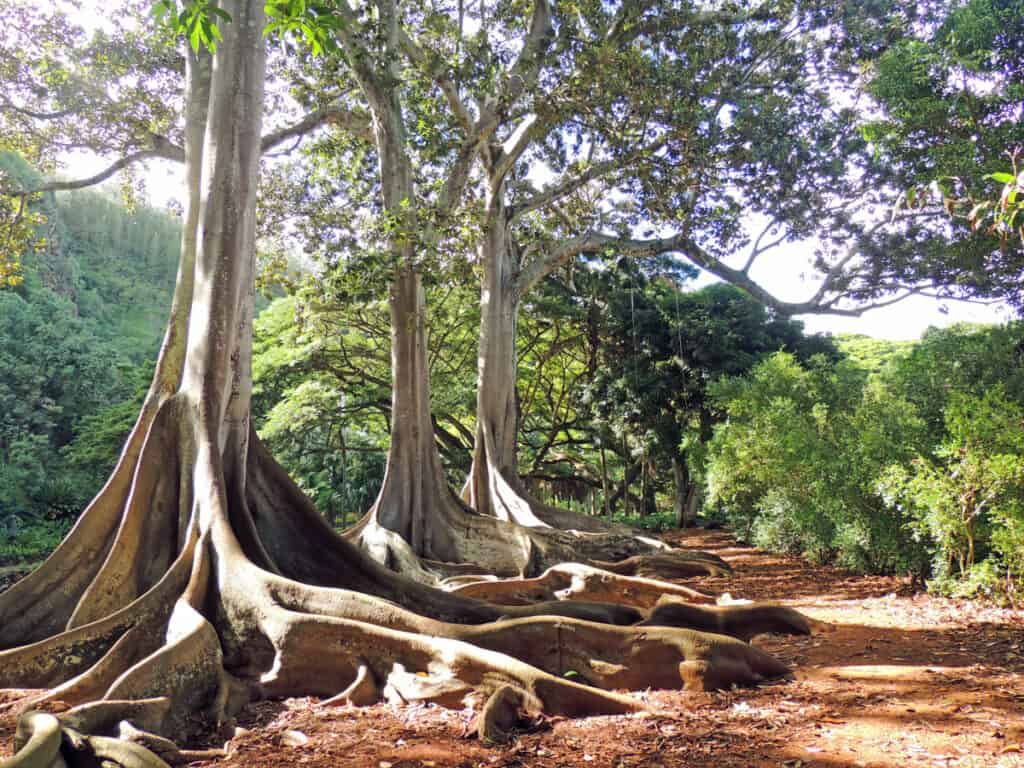 Moreton Bay fig trees in the Allerton Garden on the island of Kauai in Hawaii.