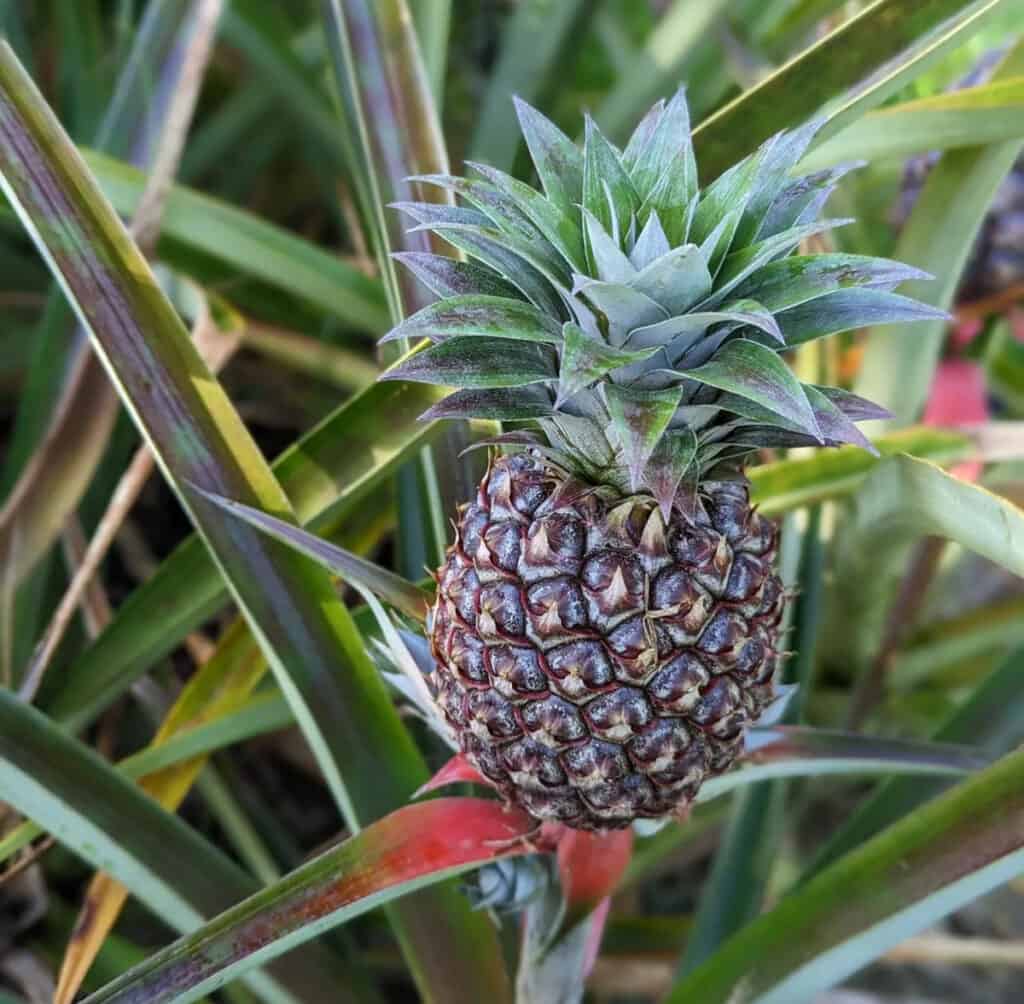 Pineapple at the Princeville Botanical Gardens in Kauai, Hawaii
