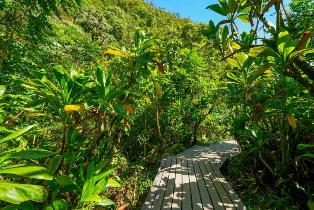 The Pipiwai Trail in the Kipahulu District of Haleakala National Park in Maui, HI