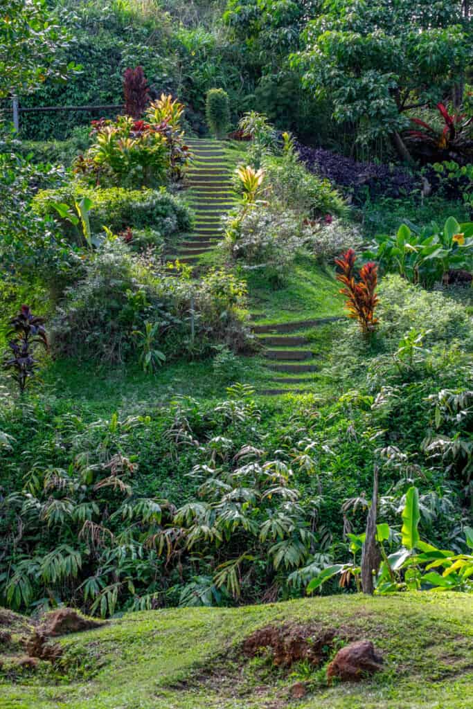 Princeville Botanical Gardens, a lush tropical garden, one of the best on Kauai