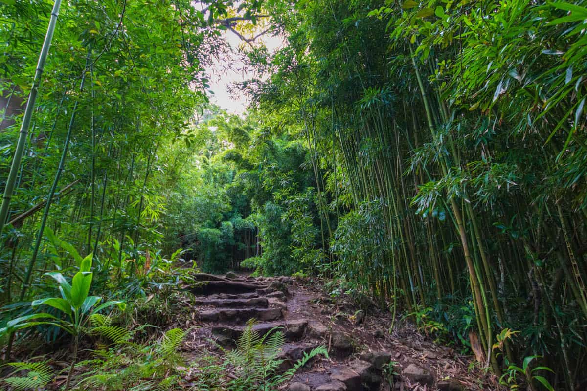 Hike the Pipiwai Trail through a bamboo forest to Waimoku Falls in Maui, Hawaii!
