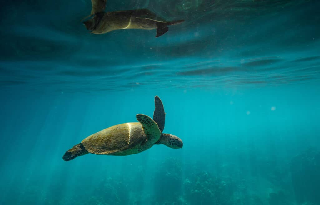 Hawaiian turtles in the ocean