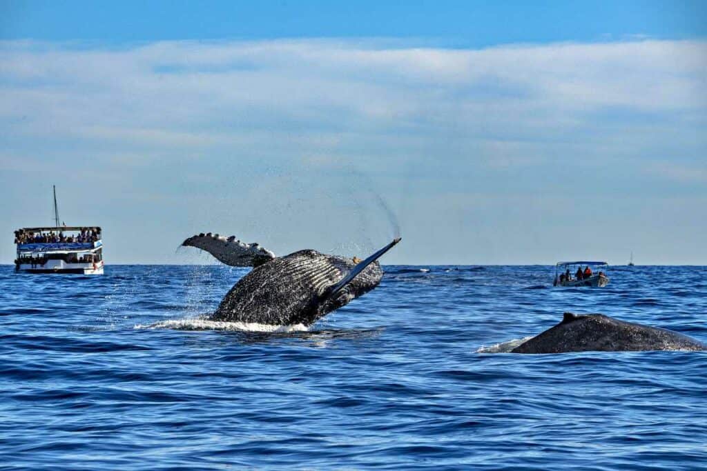 Whale watching in Maui with whale tours using catamarans and rafts