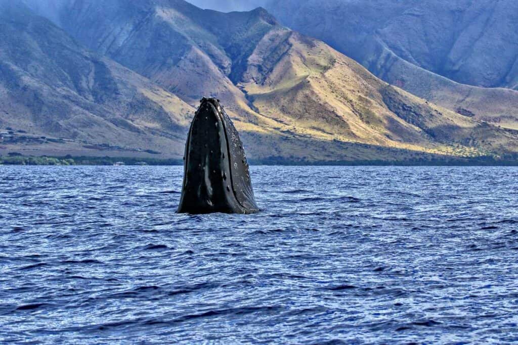 Humpback whale spy hopping in Maui, Hawaii