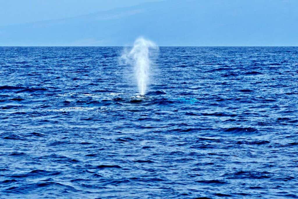 Humpback whale blowing in Maui,  Hawaii