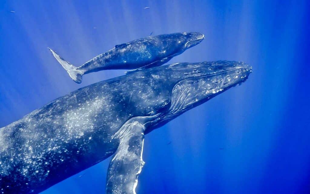 Watching whales in Maui: Humpback whale mother with her calf