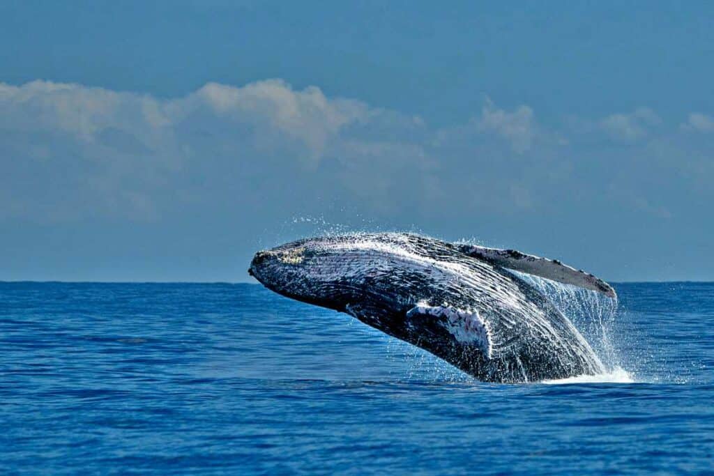 Humpback whale breaching in the Maui Nui Basin waters