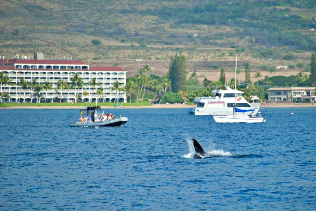 Whale watching in Maui with catamarans, rafts, boats near Lahaina Harbor