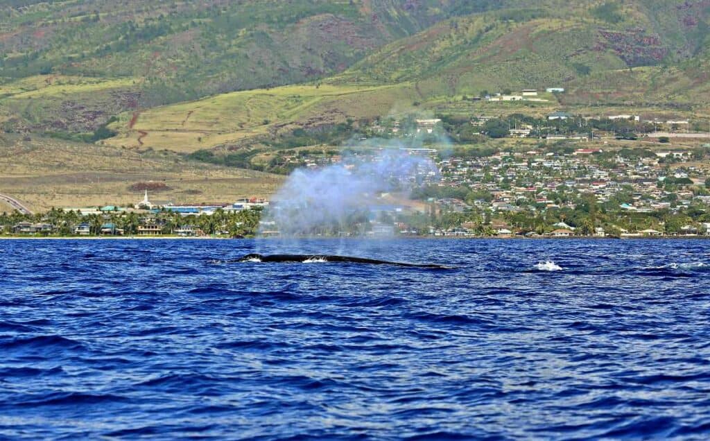 Humpback whale blowing close to the Maui west coast shore line