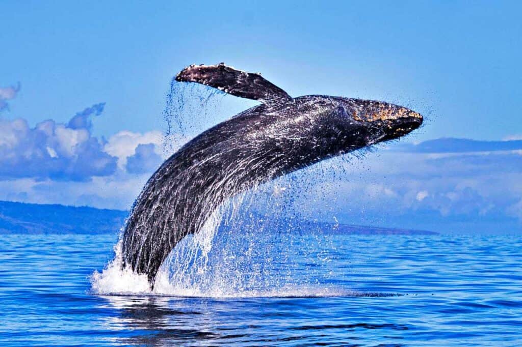 60,000 pounds of humpback whale propelled out of the water surface into the air during a spectacular whale breach in Maui