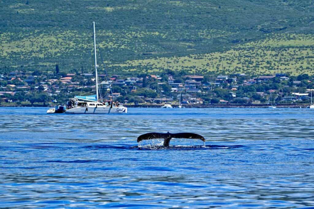 Whale watching tours in Maui, Hawaii