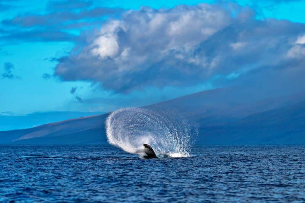 A peduncle throw by a humpback whale in the Maui Nui Basin waters of Maui, Hawaii