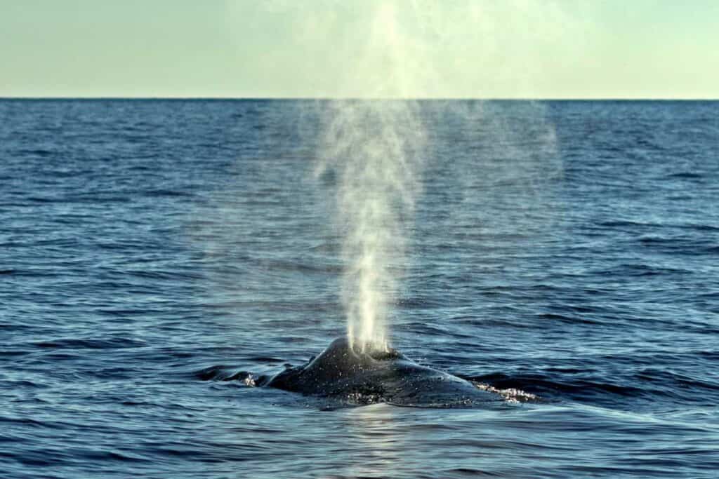 Humpback whale blowing near Lahaina, Maui, Hawaii