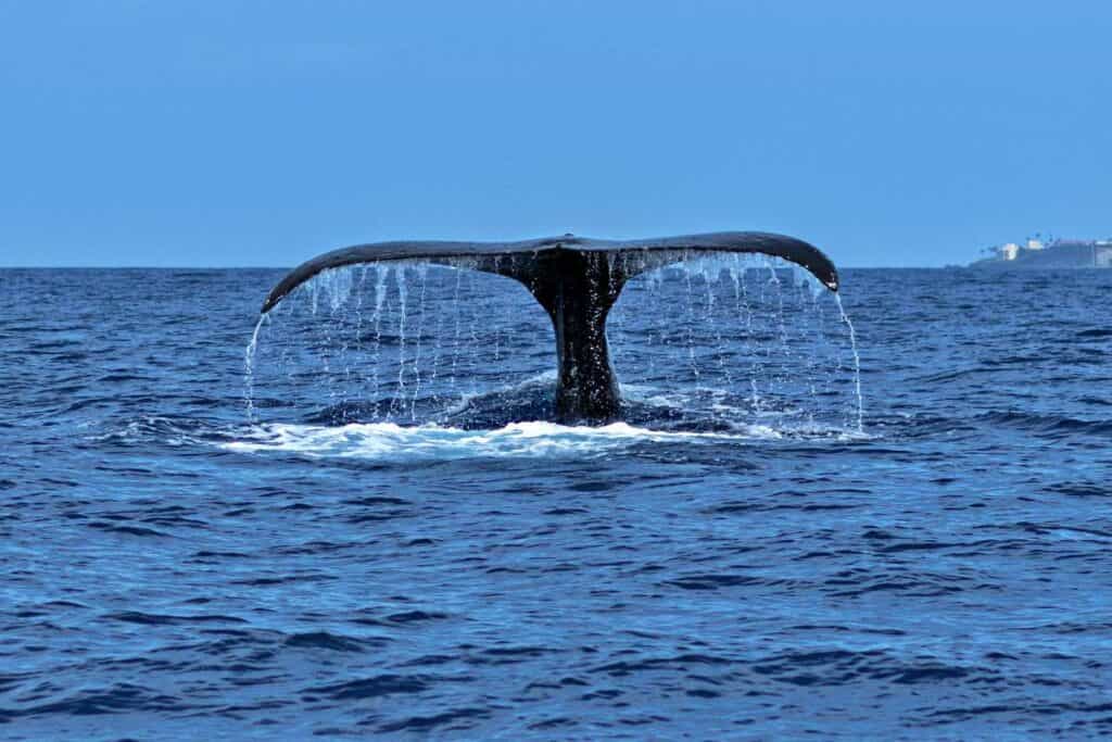Humpback whale tail fluke in preparation for a deep dive, Lahaina, Maui, Hawaii