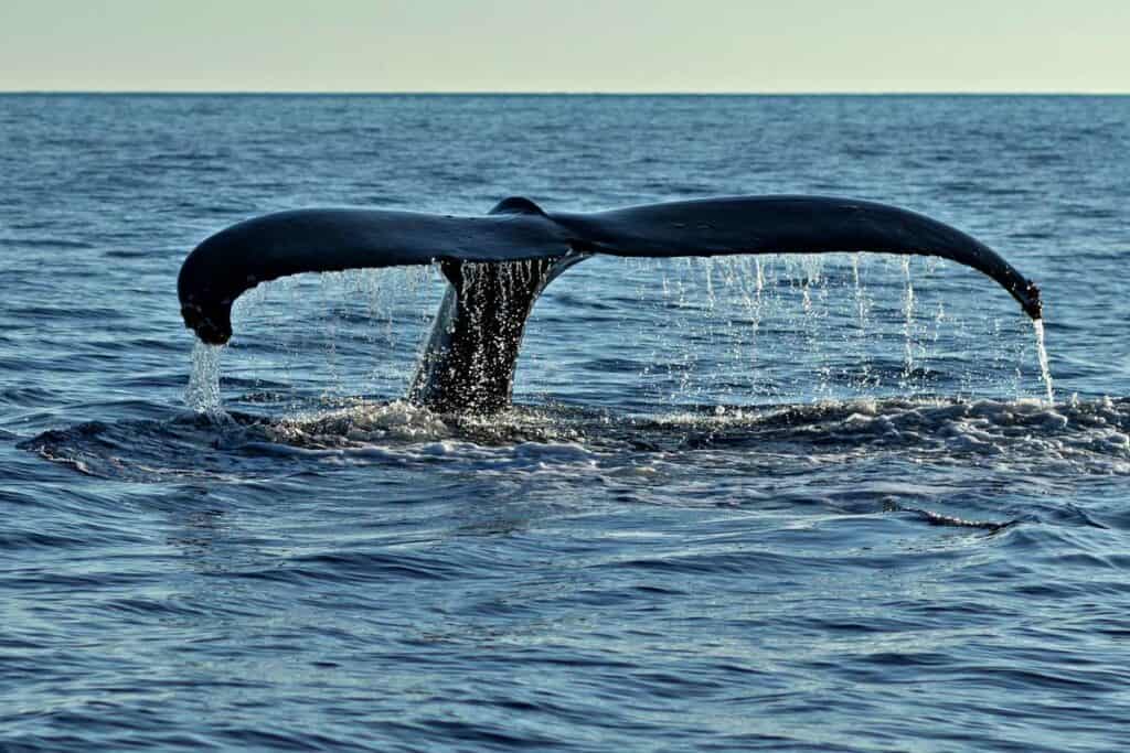 Goodbye with a humpback whale tail fluke. Lahaina, Maui, Hawaii