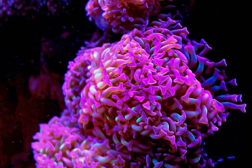 Corals in Hawaii's ocean floor. 