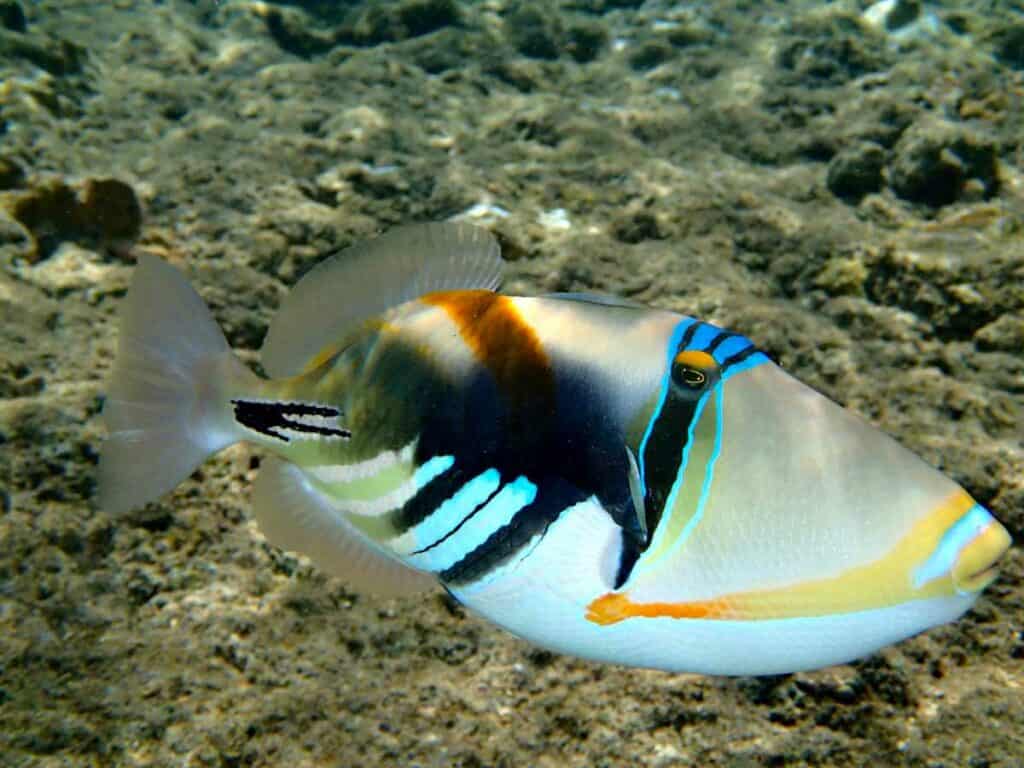 The  humuhumunukunukuāpuaʻa is a reef trigger fish designated as Hawaii's state fish