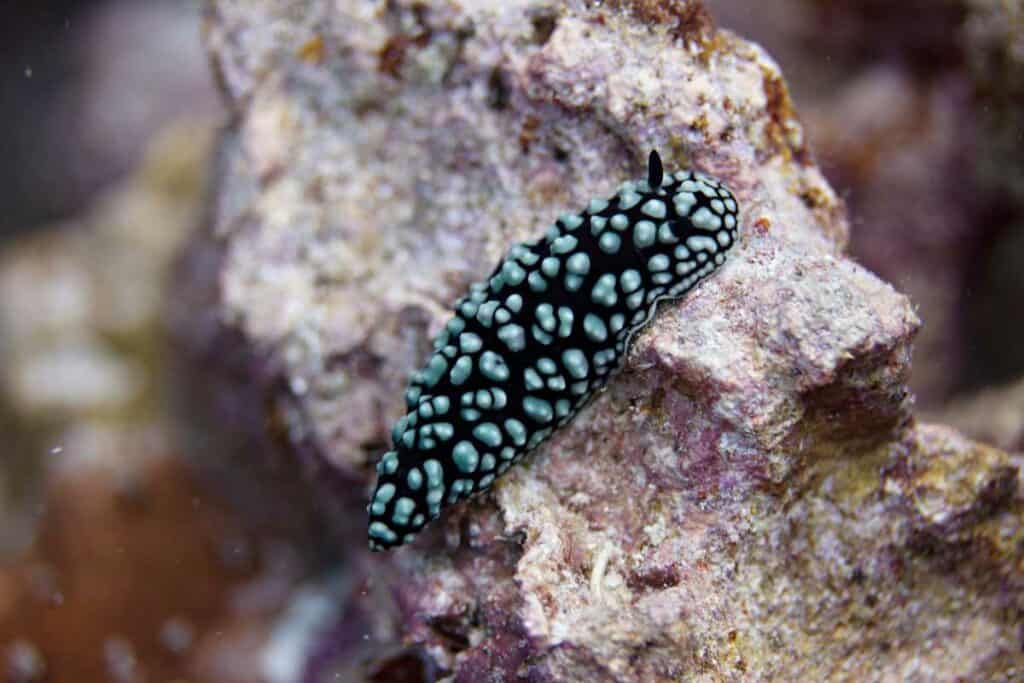 Pustulose wart sea slug nudibranch on coral reef off Kona, the Big Island, Hawaii