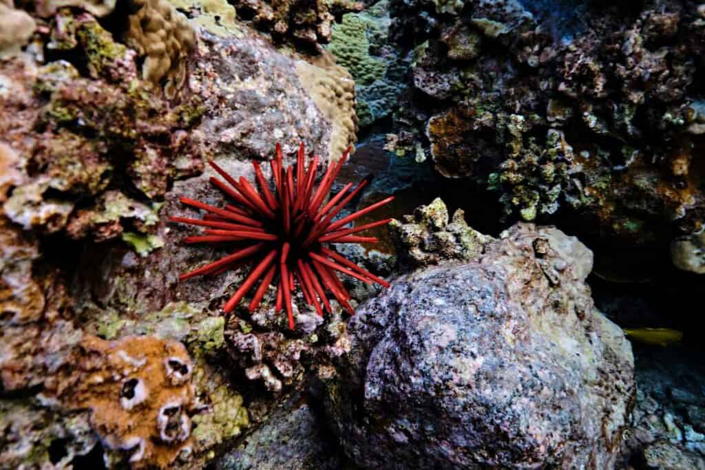 Sea urchin on coral reef in Molokini Crater, Hawaii