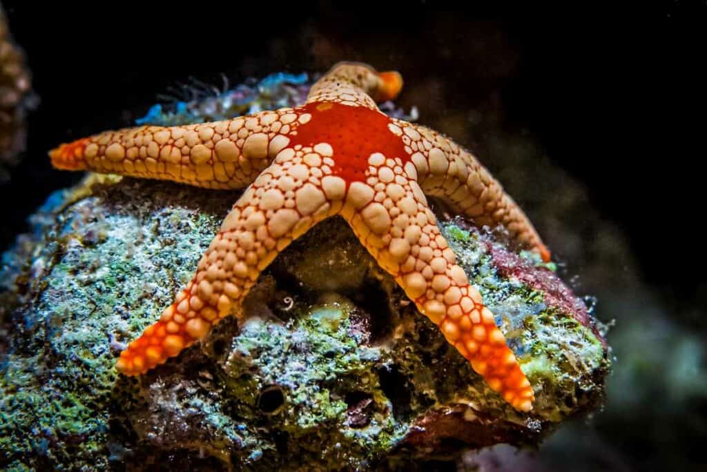 Starfish on coral reef