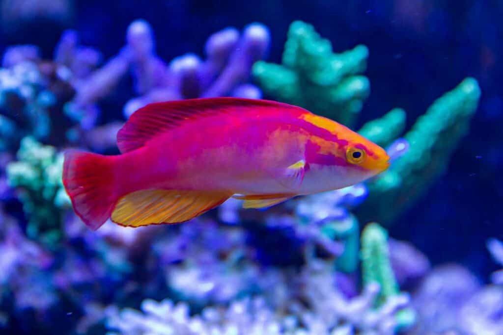 Flame Wrasse 