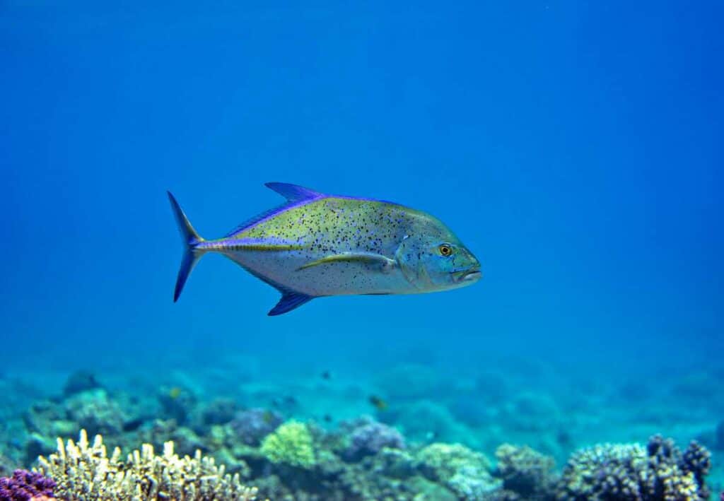 The bluefin trevally near Hawaii's coral reefs